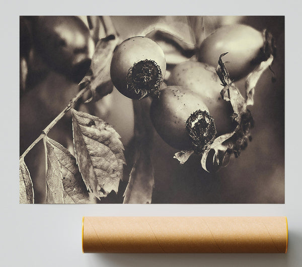 Sepia Rose Hips Giclee Print