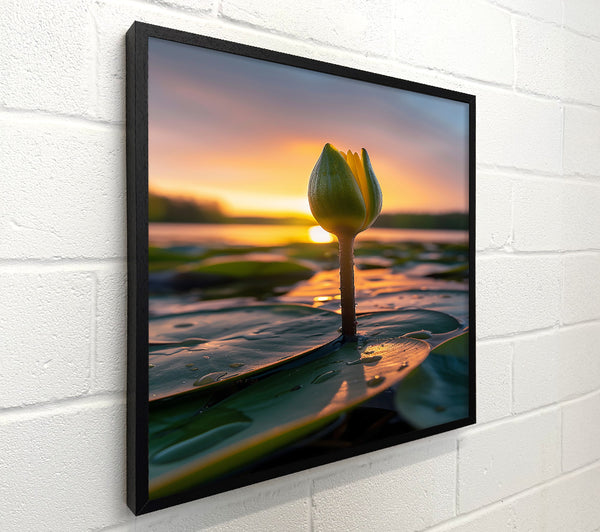 Golden Lily Bud Sunset