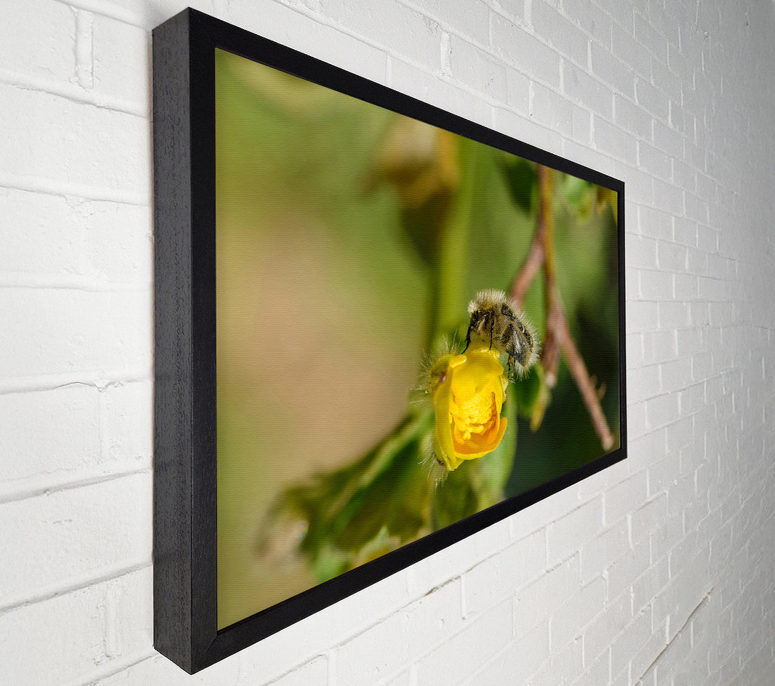  A Canvas Print of Golden Bud Visitor Canvas Print