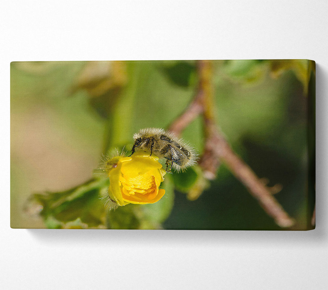  A Canvas Print of Golden Bud Visitor Canvas Print