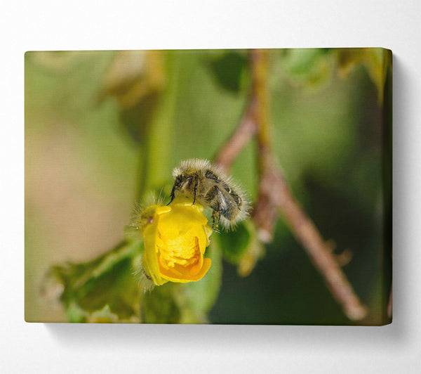  A Canvas Print of Golden Bud Visitor Canvas Print