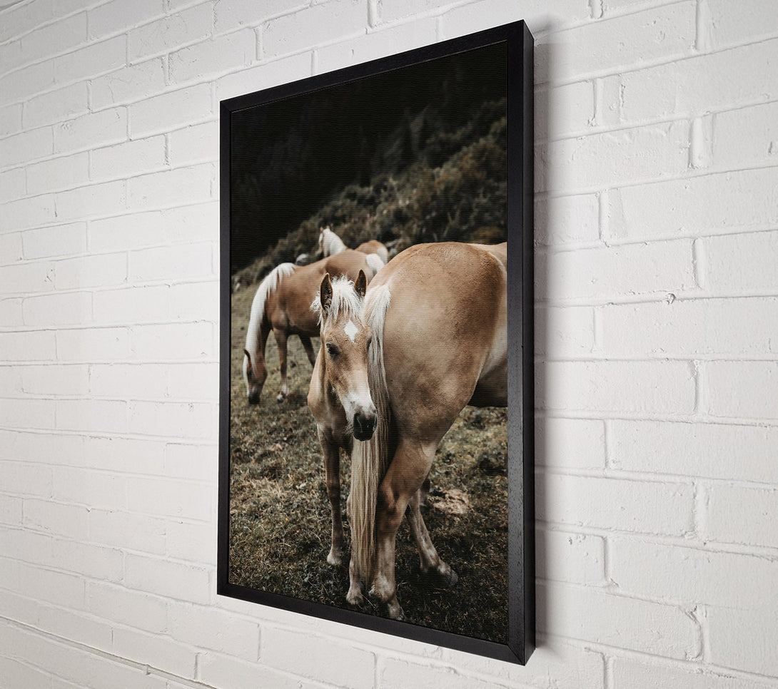  A Canvas Print of Golden Horse In Field Canvas Wall Art