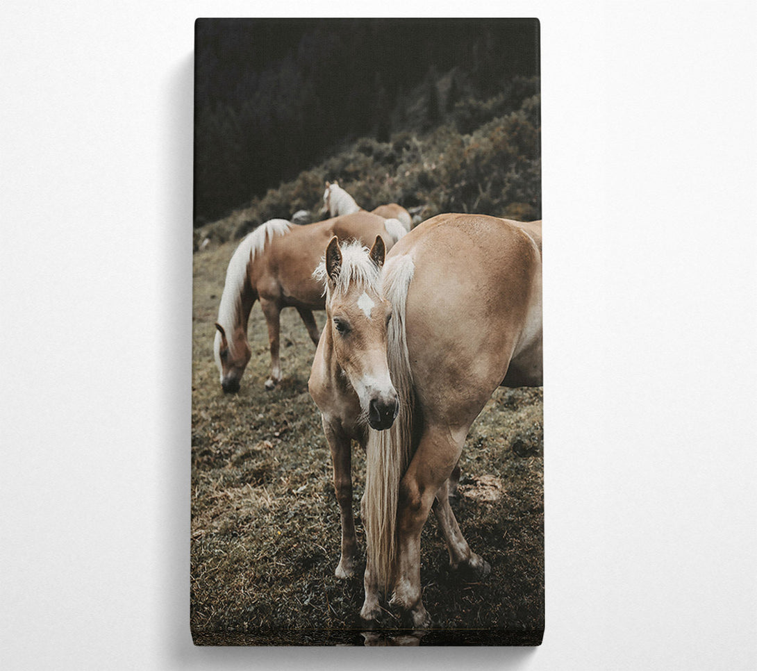  A Canvas Print of Golden Horse In Field Canvas Wall Art