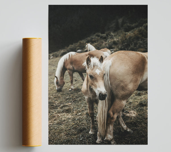 Golden Horse In Field Poster