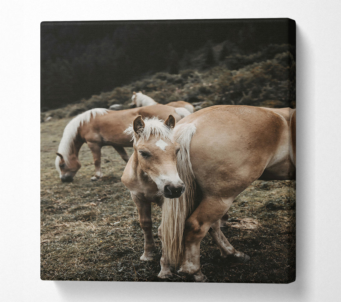  A Canvas Print of Golden Horse In Field Canvas Wall Art
