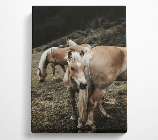  A Canvas Print of Golden Horse In Field Canvas Wall Art