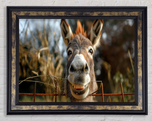 Donkey At The Fence Framed Print