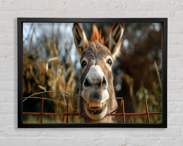 Donkey At The Fence Framed Print