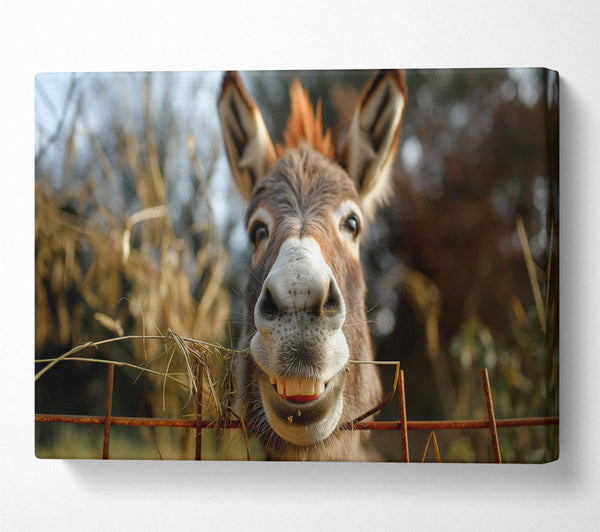  A Canvas Print of Donkey At The Fence Canvas Art