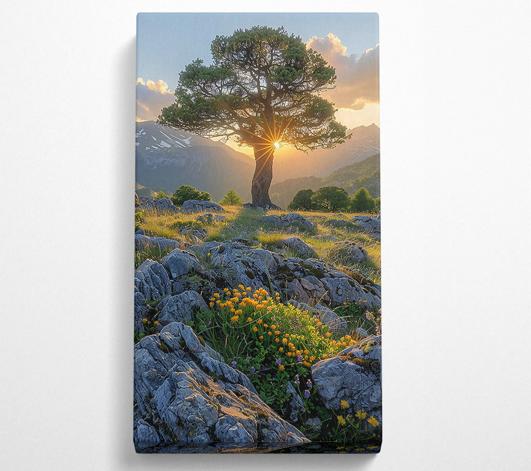  A Canvas Print of Golden Hour Through Branches Canvas Print