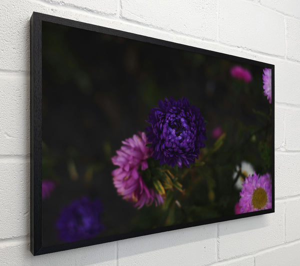 Purple Bloom In Shadow