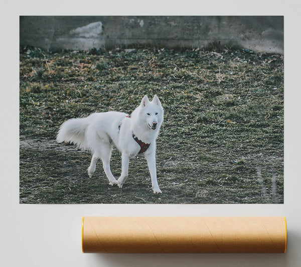 White Wolf In Green Grass Giclee Print