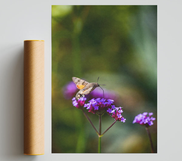 Purple Bloom Hovering Print