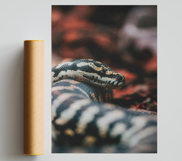 Black And White Serpent Giclee Print