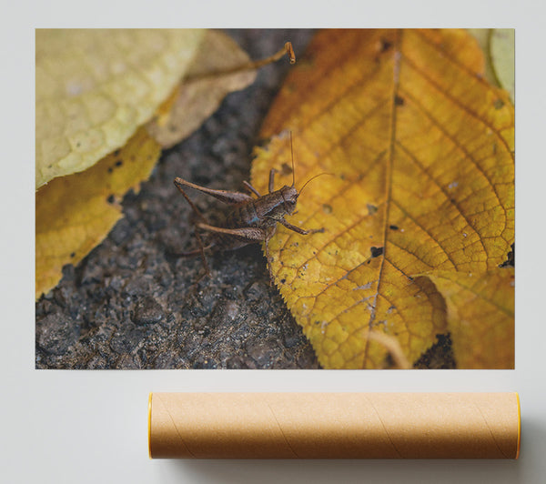 Golden Leaf Cricket Giclee Print