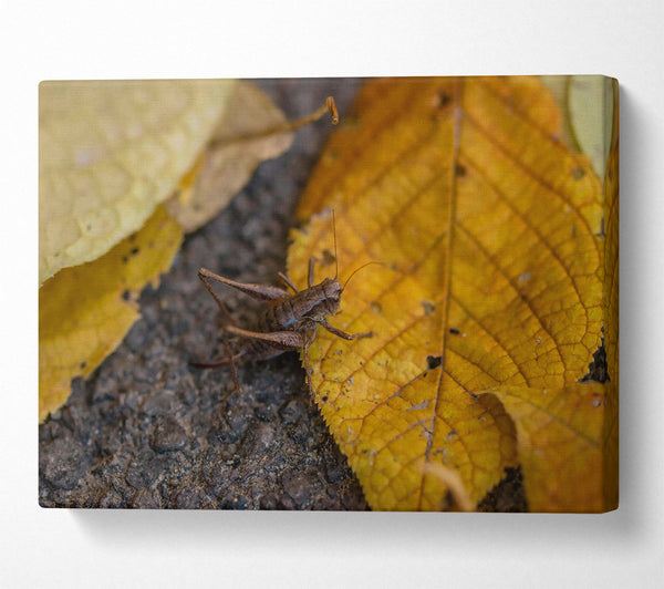  A Canvas Print of Golden Leaf Cricket Canvas Wall Art