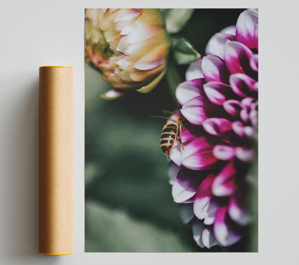 Magenta Petal Buzz Poster