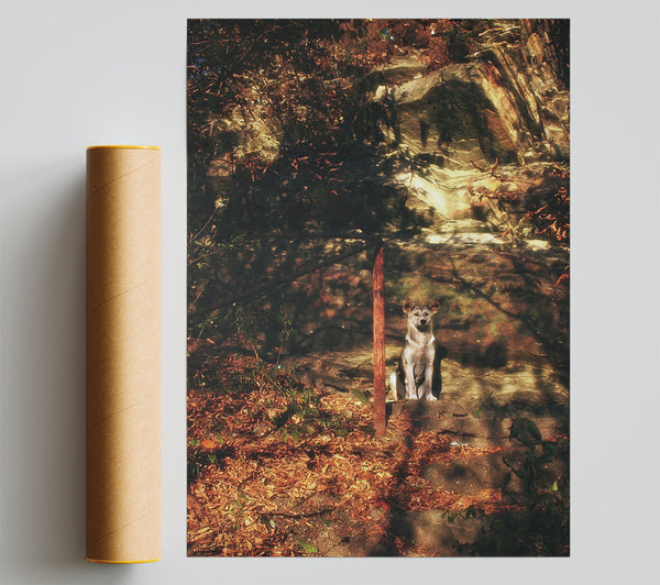 Golden Dog In Shadows Print