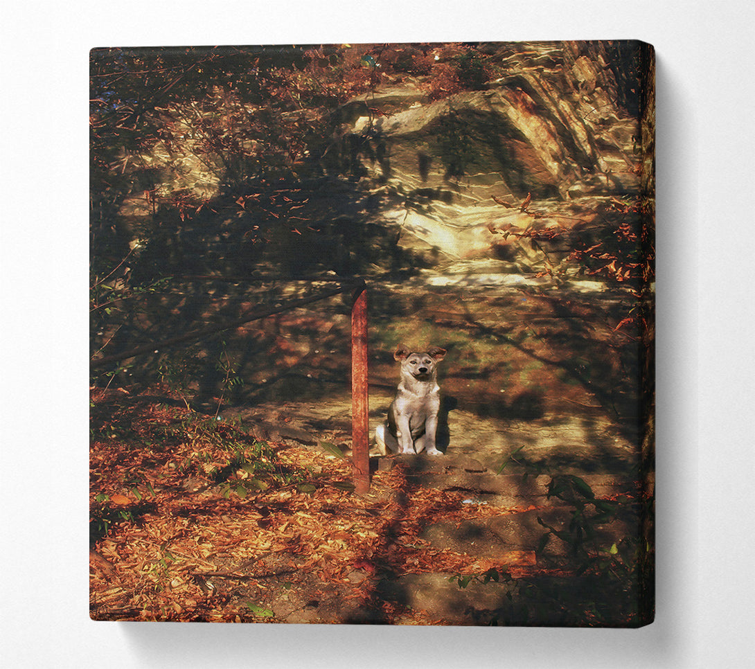  A Canvas Print of Golden Dog In Shadows Canvas Print