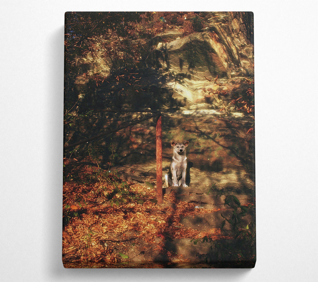  A Canvas Print of Golden Dog In Shadows Canvas Print