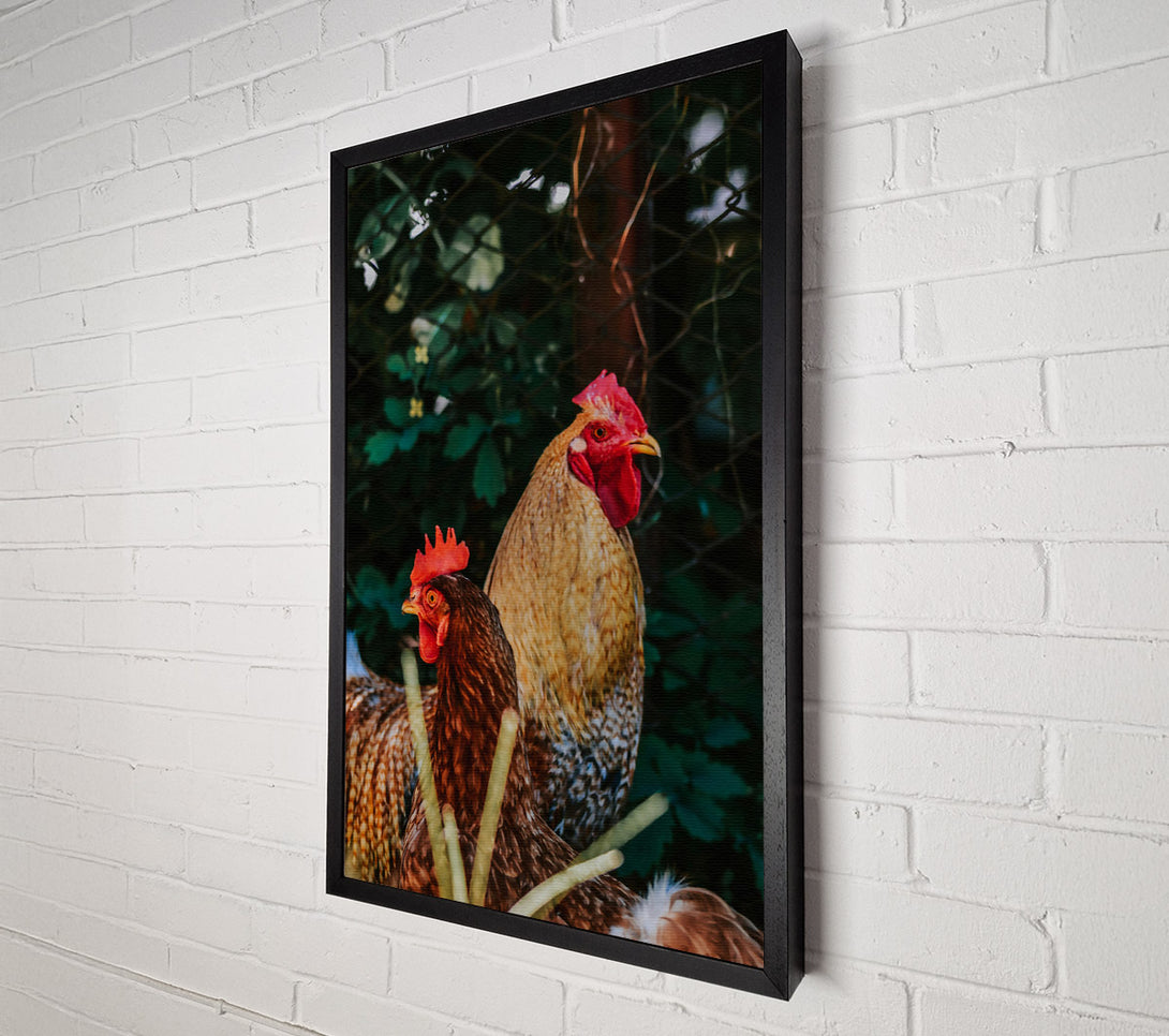  A Canvas Print of Golden Hen & Rooster Canvas Print