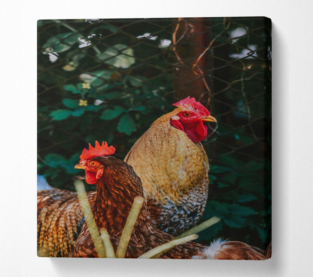  A Canvas Print of Golden Hen & Rooster Canvas Print