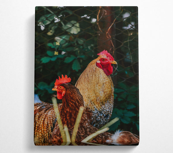  A Canvas Print of Golden Hen & Rooster Canvas Print