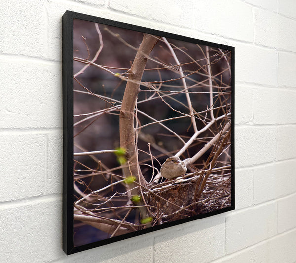 Brown Sparrow'S Nest