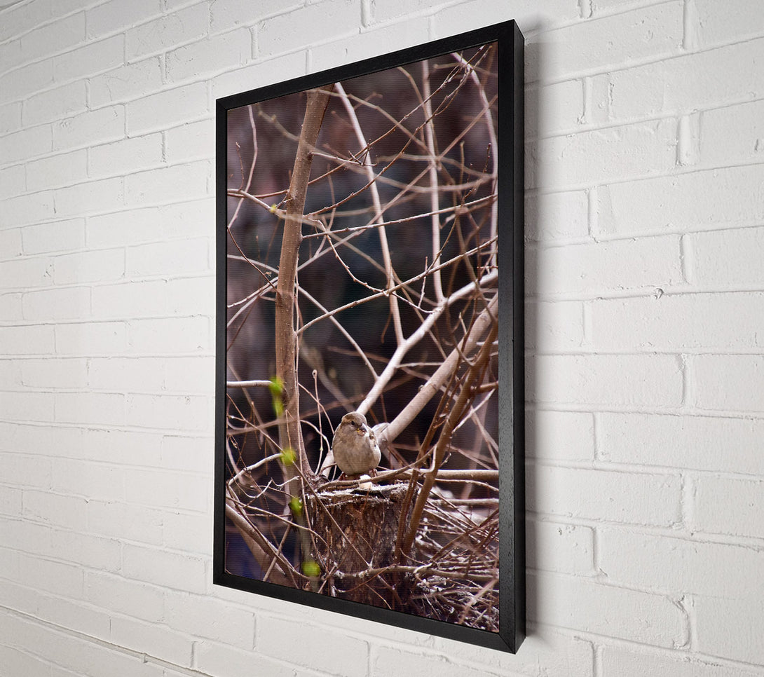  A Canvas Print of Brown Sparrow'S Nest Canvas Print