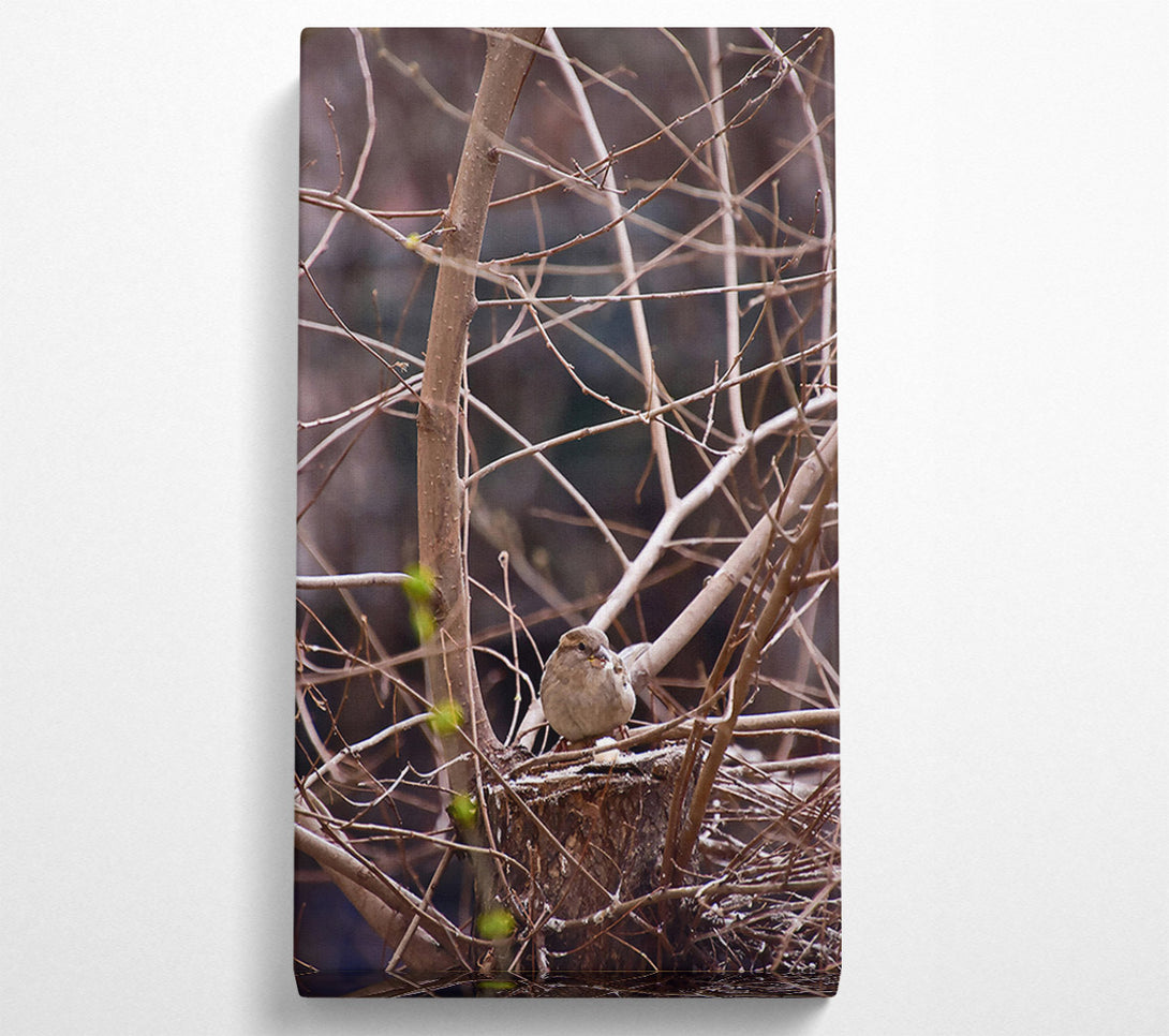  A Canvas Print of Brown Sparrow'S Nest Canvas Print