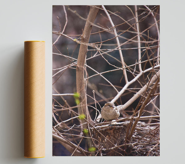 Brown Sparrow'S Nest Giclee Print