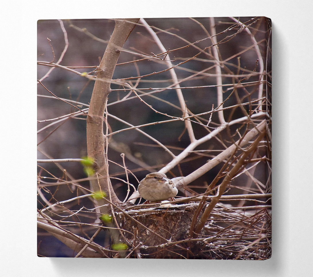  A Canvas Print of Brown Sparrow'S Nest Canvas Print