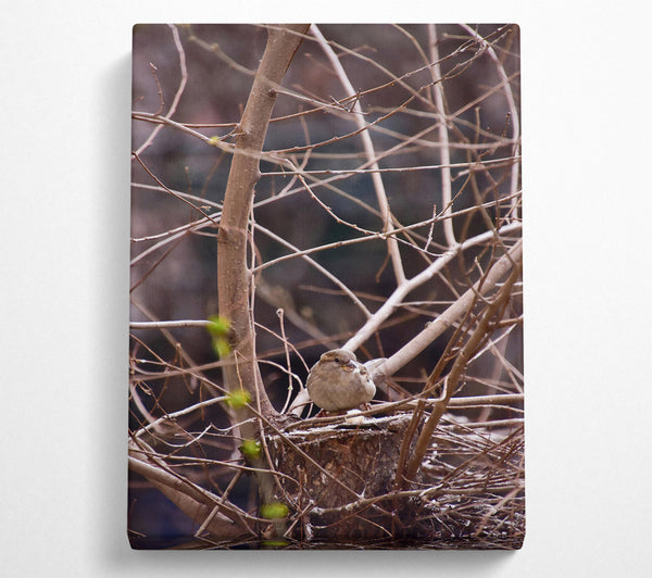  A Canvas Print of Brown Sparrow'S Nest Canvas Print