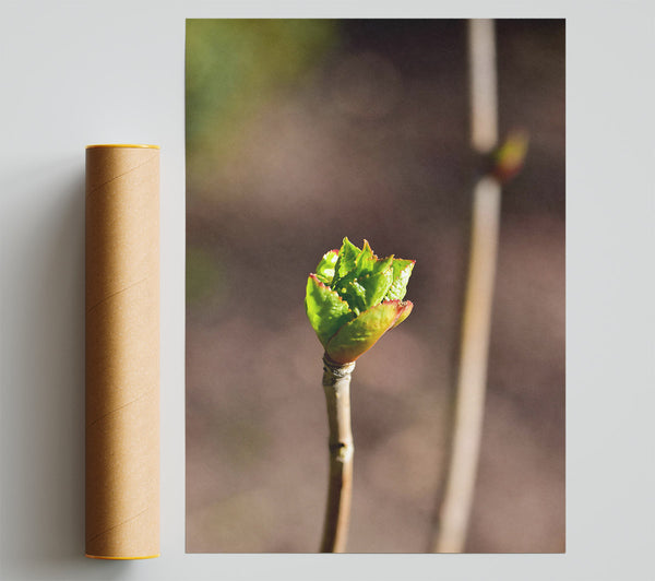 Green Bud Emerging Poster