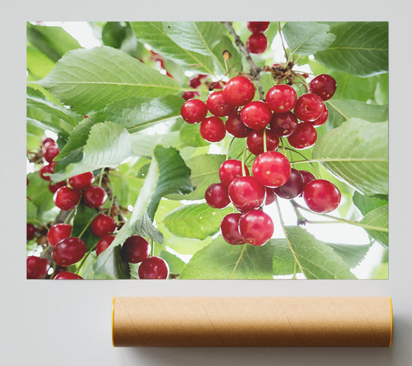 Crimson Cherry Cluster Poster