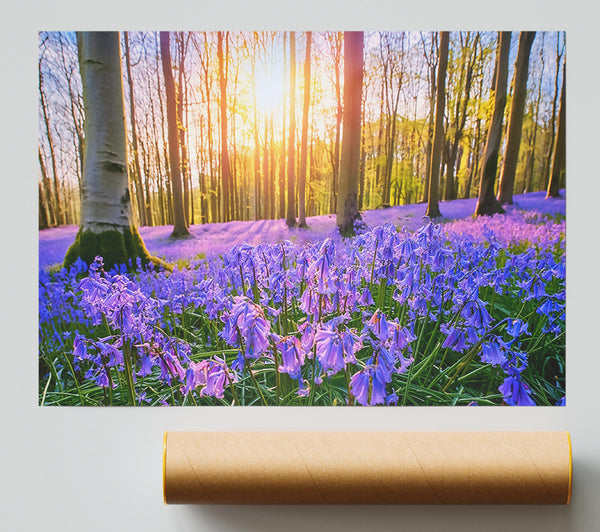 Purple Forest Sunlight Poster