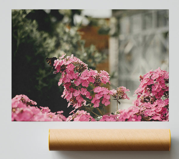 Pink Blooms And Butterfly Print