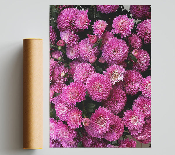 Pink Chrysanthemum Bouquet Giclee Print