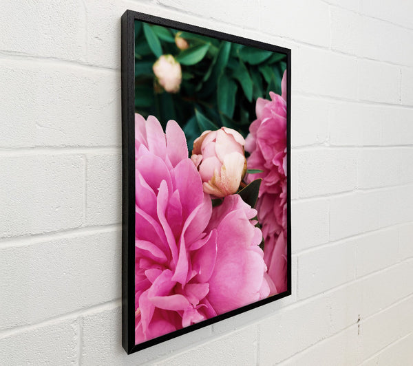 Pink Peony Bloom