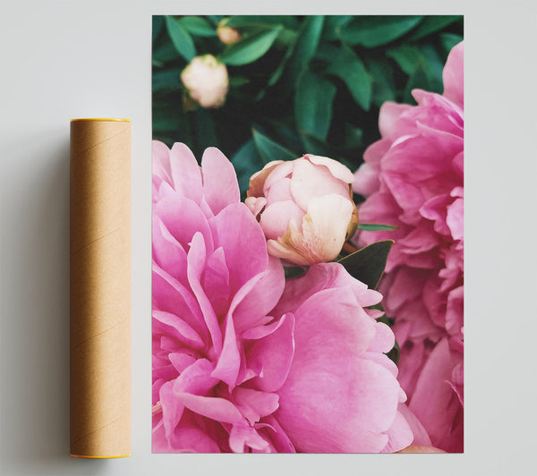 Pink Peony Bloom Print