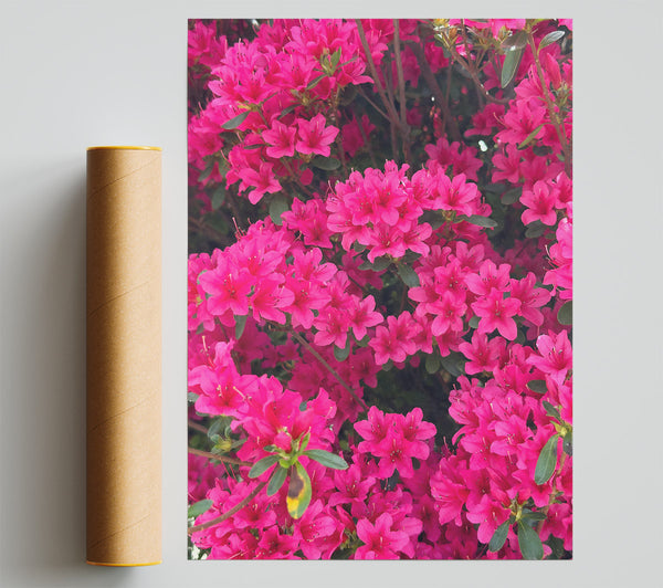 Fuchsia Floral Bloom Print