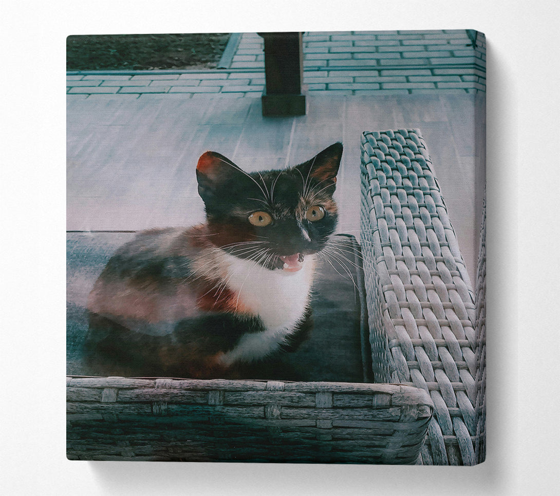  A Canvas Print of Grey Kitty Yawn Canvas Wall Art
