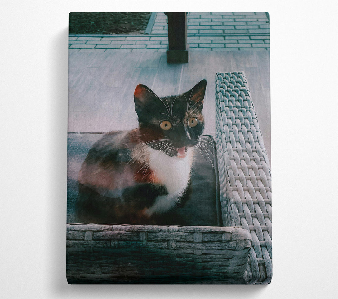  A Canvas Print of Grey Kitty Yawn Canvas Wall Art