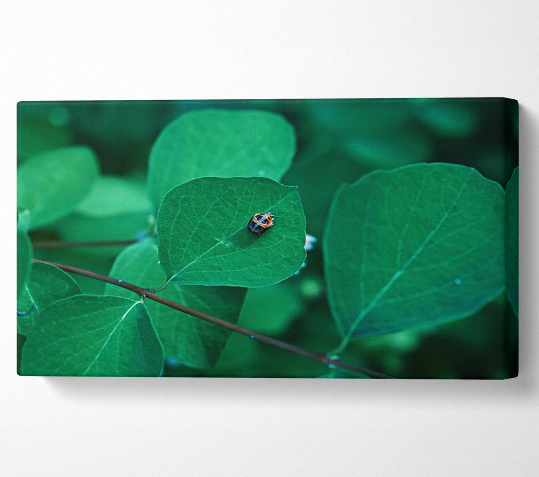  A Canvas Print of Emerald Leaf Beetle Canvas Print