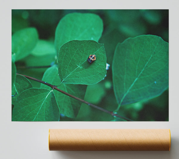 Emerald Leaf Beetle Poster