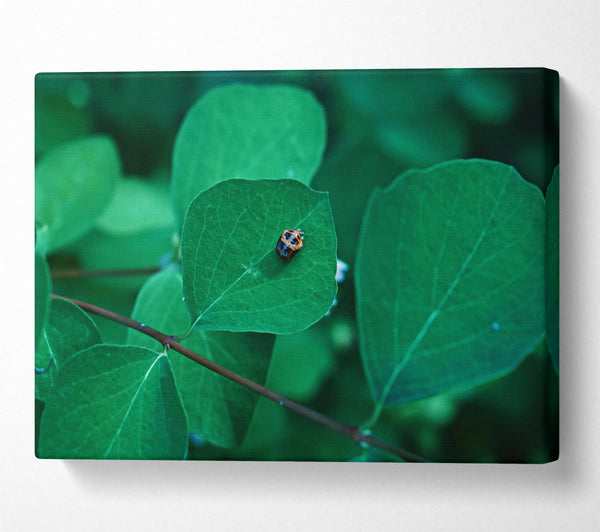  A Canvas Print of Emerald Leaf Beetle Canvas Print