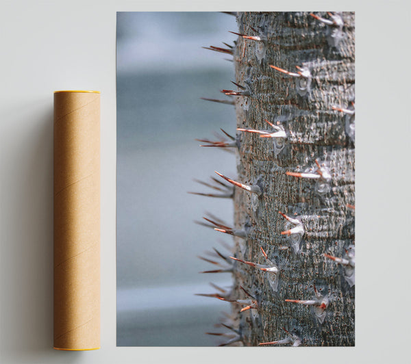 Gray Bark & Orange Thorns Giclee Print