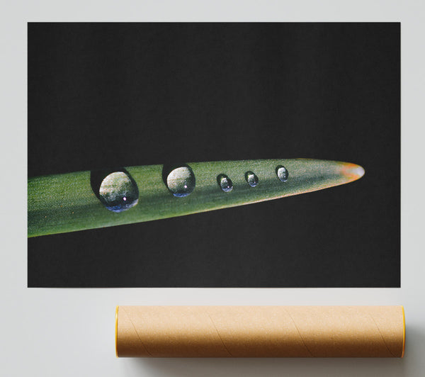 Green Blade Dewdrops Poster