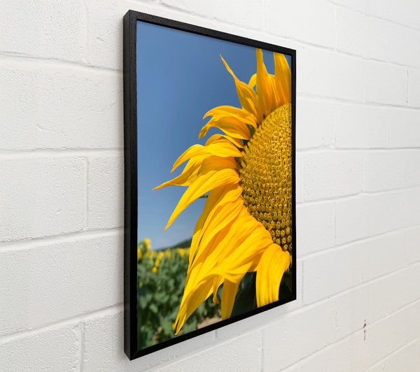 Golden Sunflower Bloom