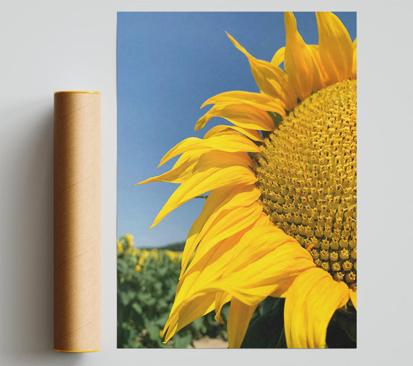 Golden Sunflower Bloom Poster